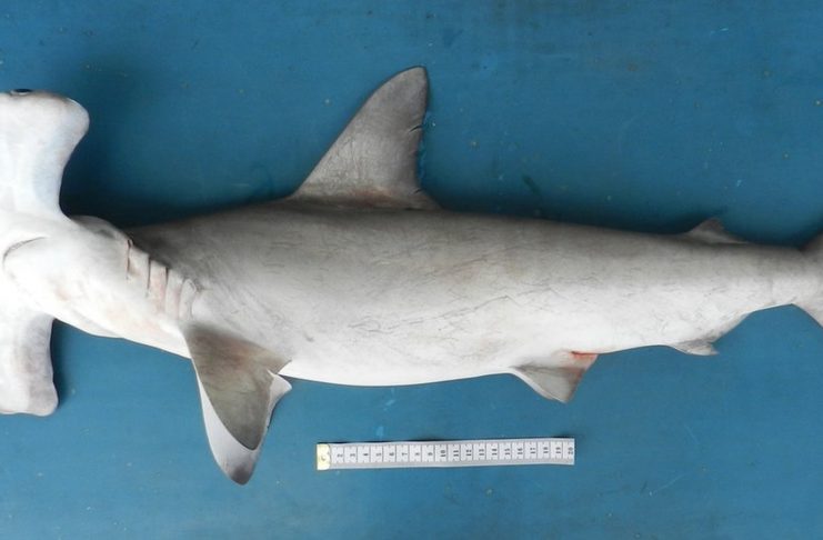 Um tubarão-martelo; nadadeira é item de luxo na China | (Foto: Otto Bismarck F. Gadig)