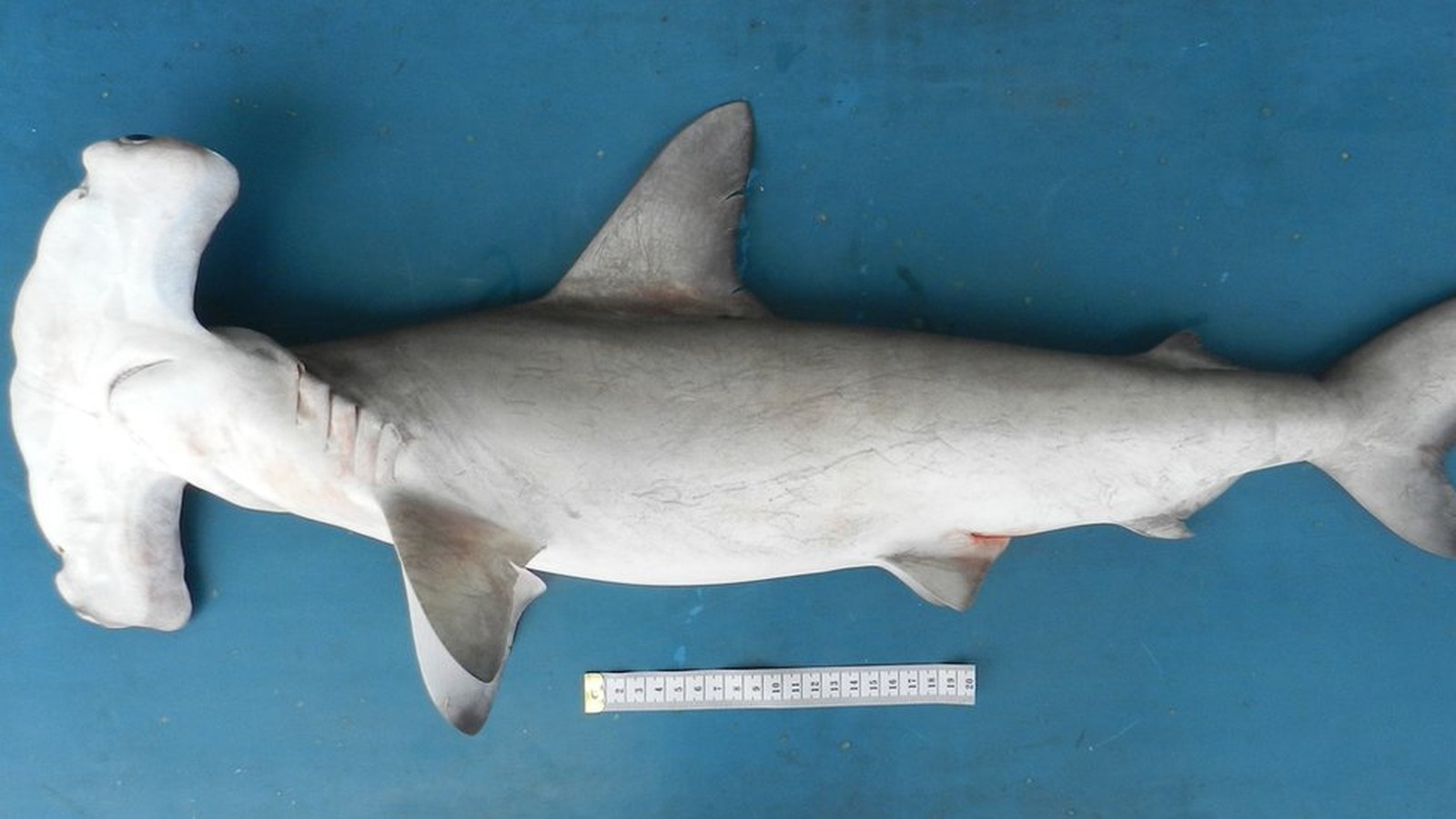 Um tubarão-martelo; nadadeira é item de luxo na China | (Foto: Otto Bismarck F. Gadig)