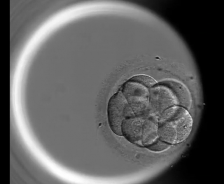 Cientistas ‘editam’ DNA de embrião e abrem caminho para novas terapias a casais inférteis
