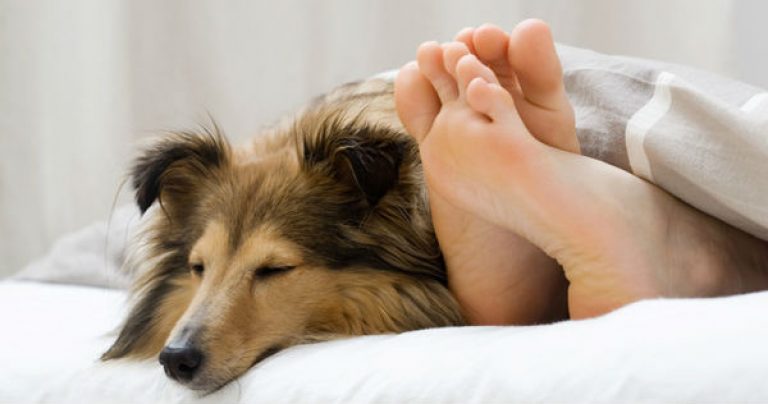 Dormir com o seu Cachorro Pode Ser Melhor para o seu Sono