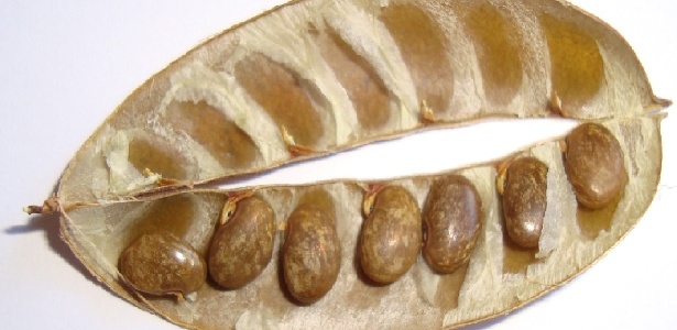 Pesquisadores da USP usam planta brasileira para matar células com HIV