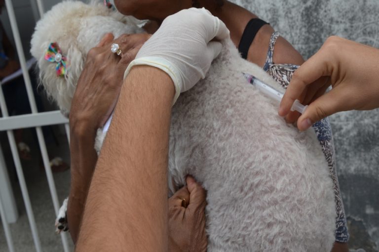 Tutores devem levar animais para vacinação antirrábica