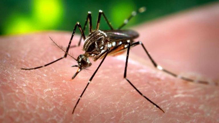 Aedes: LIRAa aponta Simão Dias e Salgado em risco de infestação