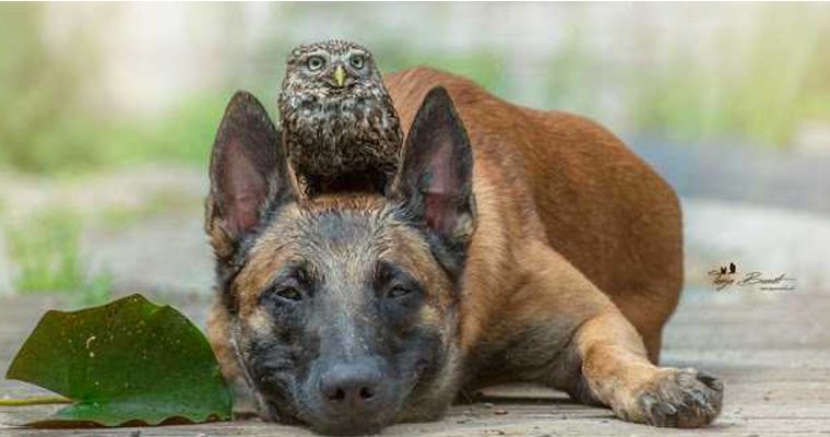 Cãozinho adota pequena coruja – e a amizade dos dois vai derreter seu coração!