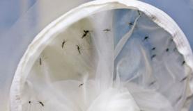 Ministério da Saúde repassa R$ 30,4 milhões para combate ao Aedes aegypti