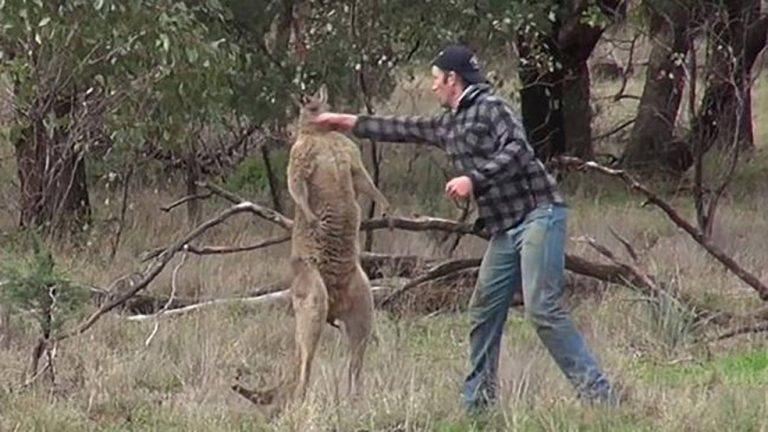 Australiano é criticado por brigar com canguru para salvar cão