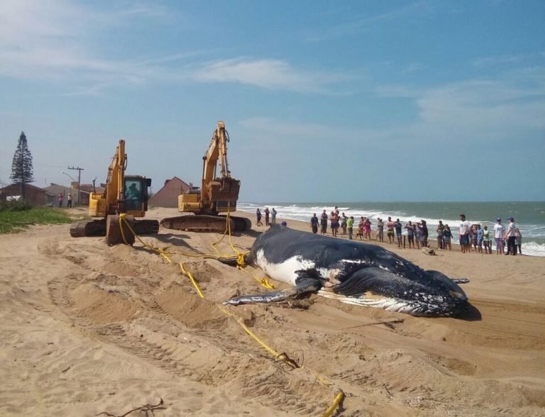 Ossos de baleia que encalhou em Barra Velha vão ser levados para museu