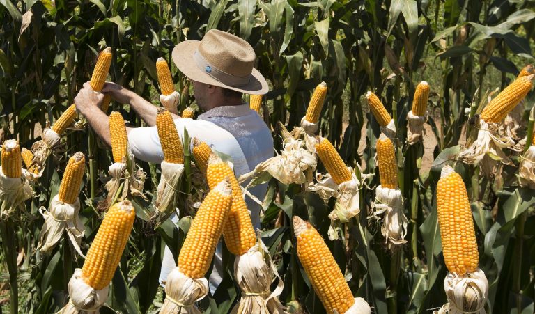 Safra de milho em Sergipe vai atingir 793 mil toneladas