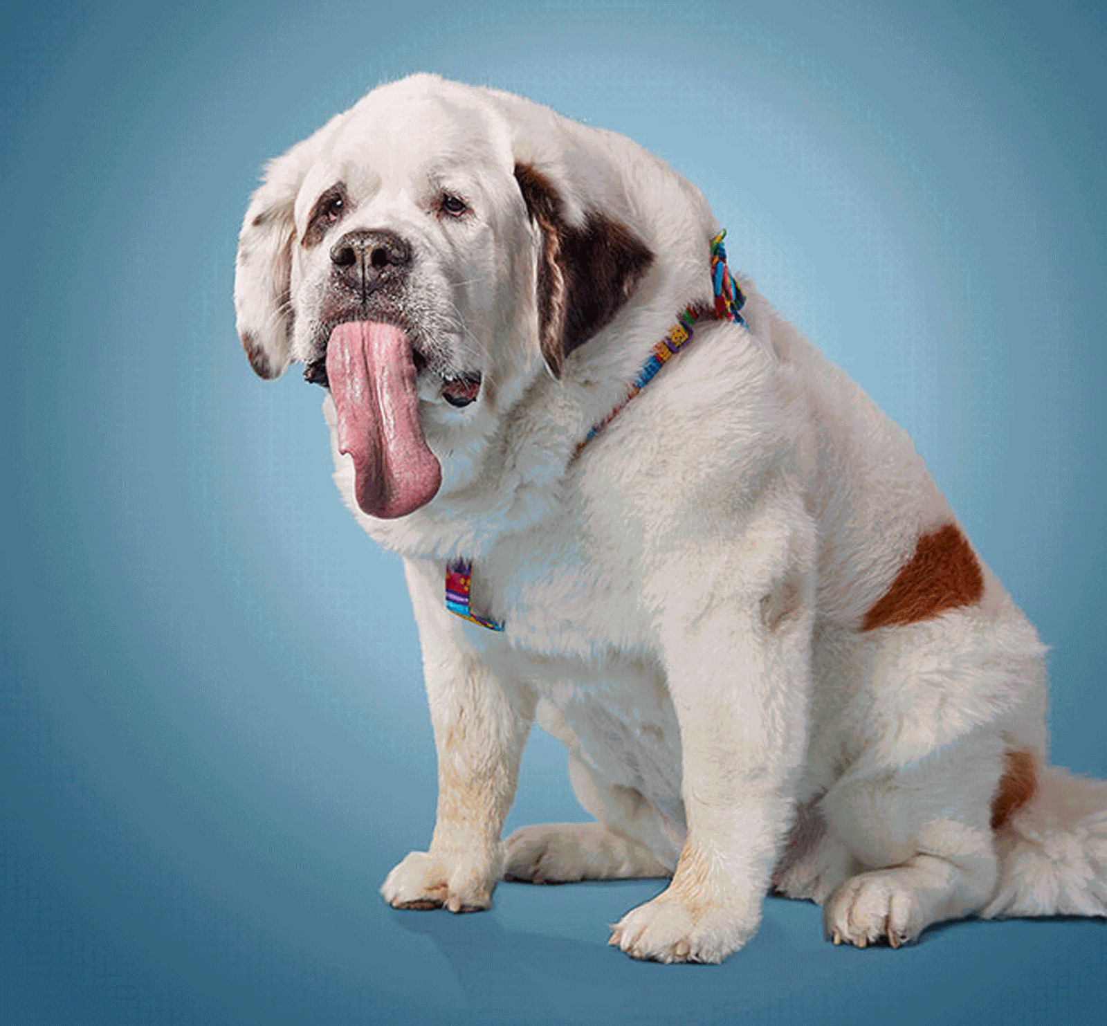 A cachorrinha Mochi “Mo” Rickert (Foto: Livro Guinness de Recordes)