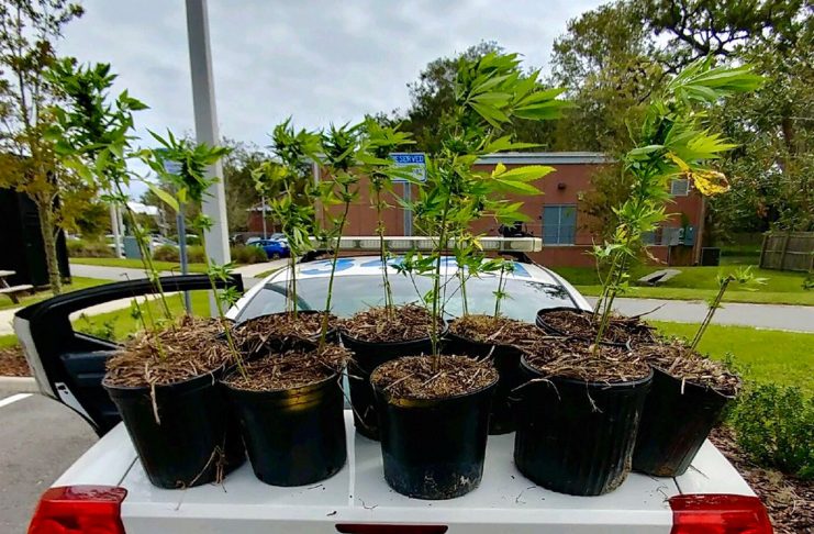 Polícia procura donos de plantas de maconha na Flórida (Foto: Gainesville Police Department/Twitter)