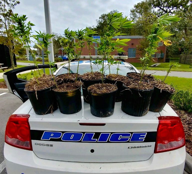 Polícia procura donos de plantas de maconha na Flórida