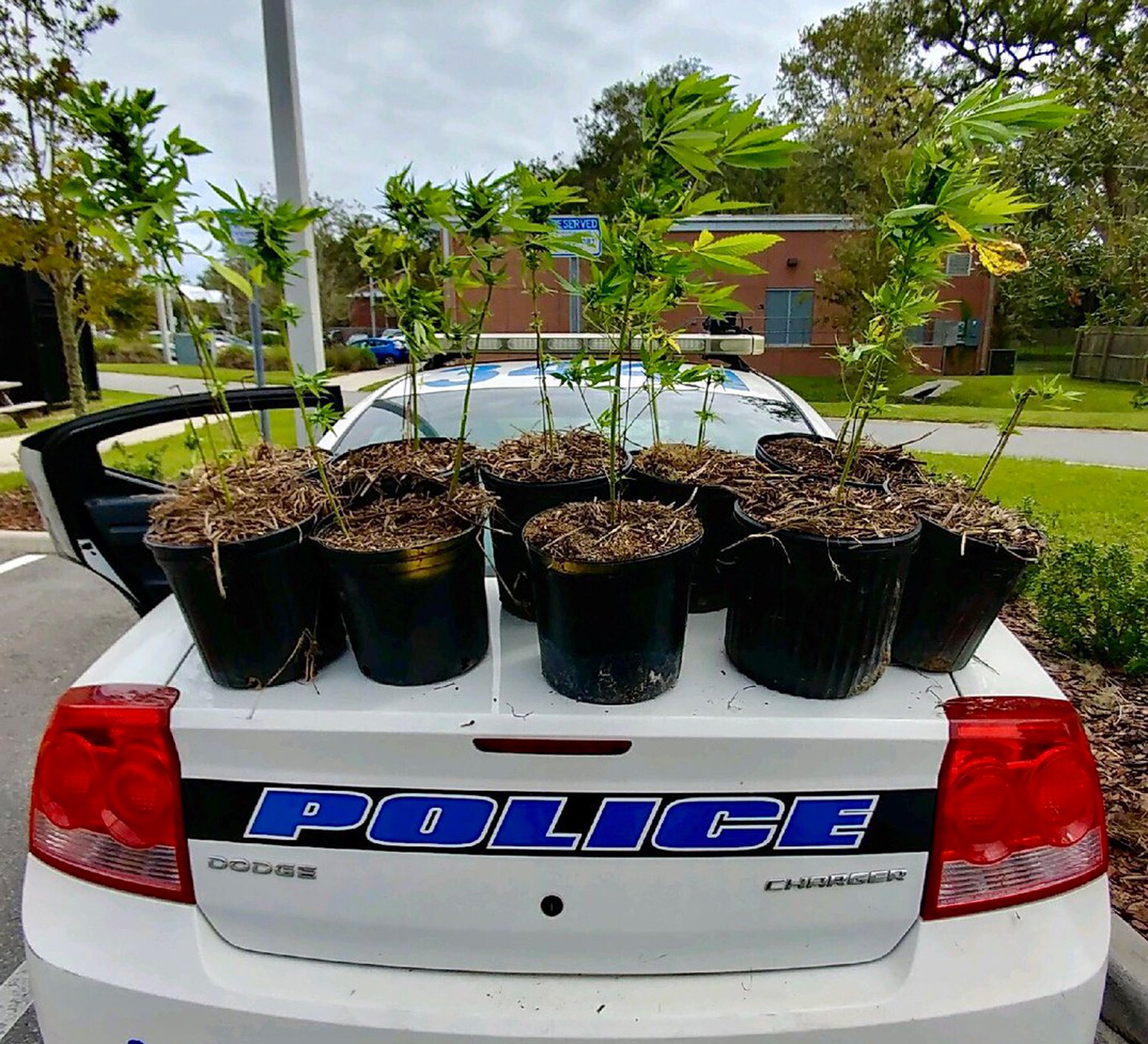 Polícia procura donos de plantas de maconha na Flórida (Foto: Gainesville Police Department/Twitter)