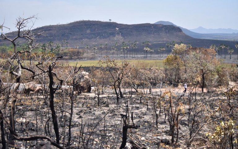 Área de unidades de conservação atingida por queimadas já é maior que a do mesmo período do ano passado