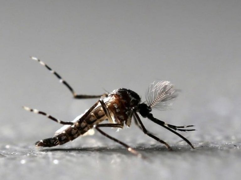 Vacina da dengue não deve ser tomada por quem nunca teve a doença, diz nova recomendação da Anvisa