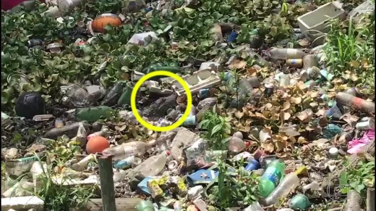 Jacarés convivem com lixo no Canal das Taxas, no Recreio dos Bandeirantes