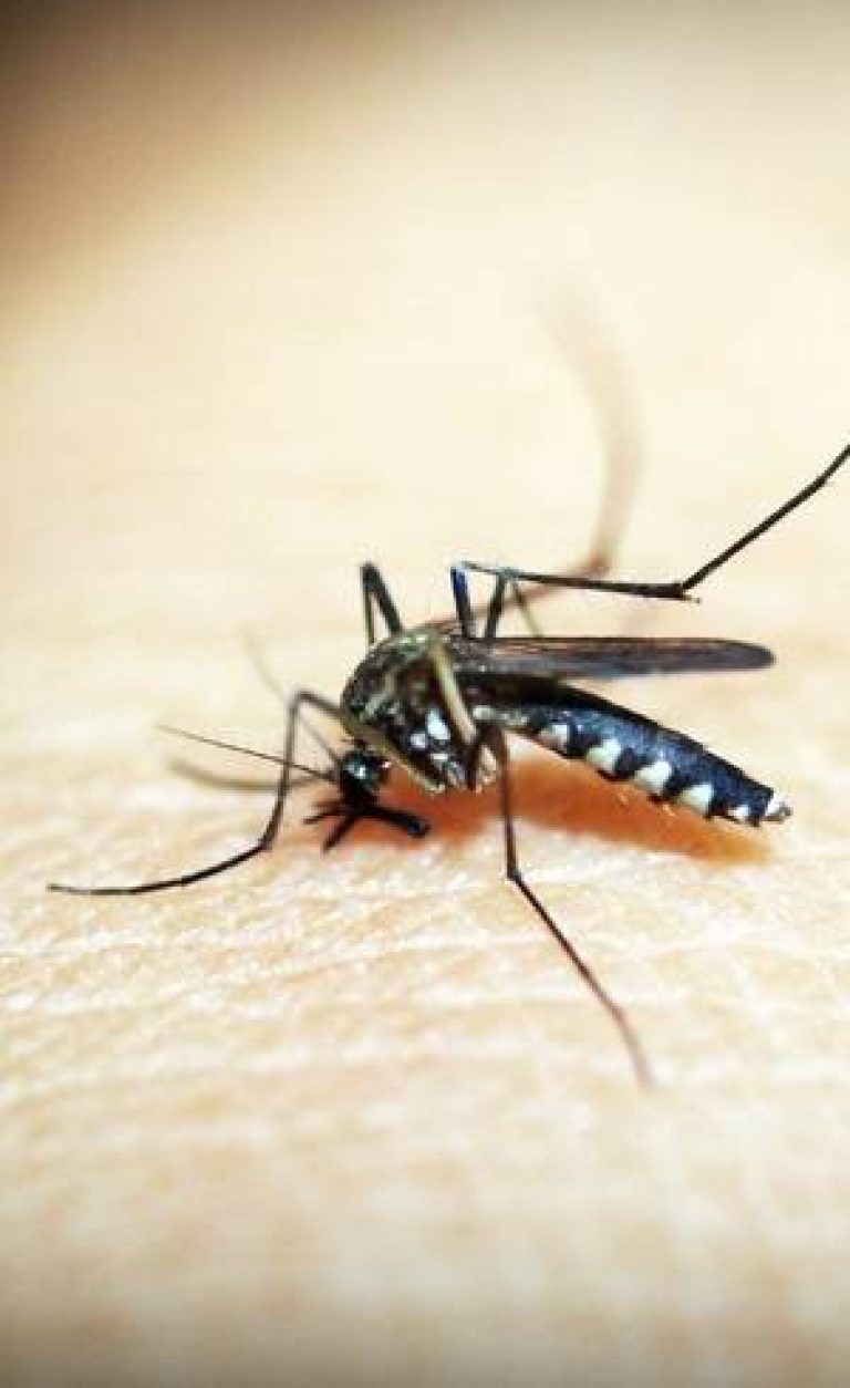 Projeto poderá melhorar vida de pacientes com zika e dengue
