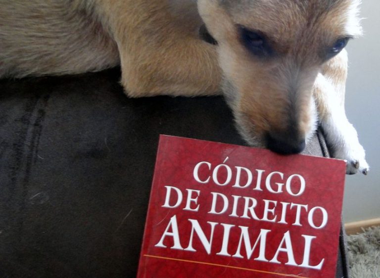 Agora é Lei: primeiro código de proteção animal de Sergipe é sancionado