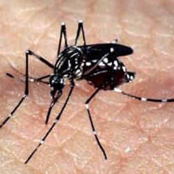 Sergipe registra 218 casos de dengue