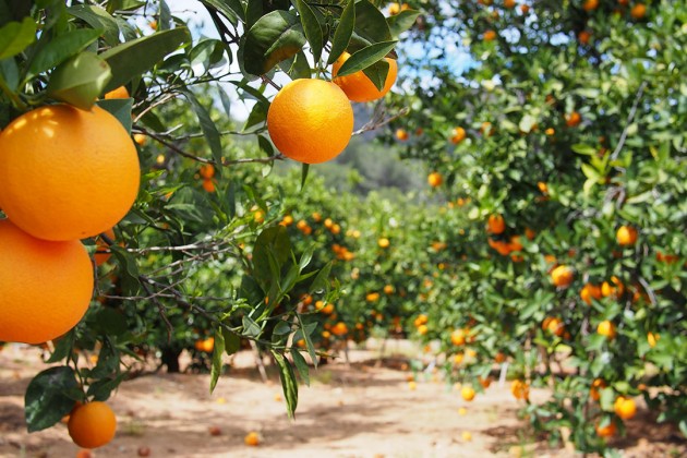 Agricultores de Lagarto, Riachão do Dantas e salgado já podem sacar a última parcela do mão amiga laranja