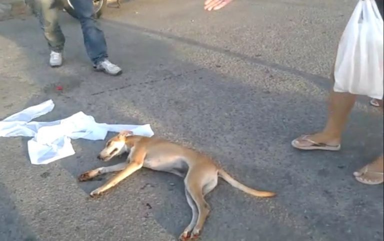 Suspeito de maus-tratos recebeu R$ 5 para se desfazer de cachorro, diz Polícia Civil