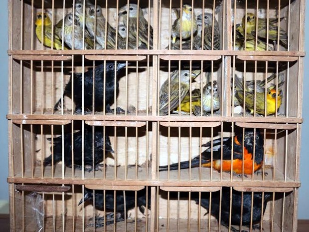 Justiça concede liminar proibindo a venda de animais vivos no Mercado Thales Ferraz