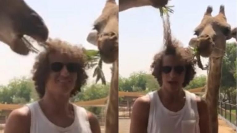 Girafa come cabelo de David Luiz confundindo com comida; veja
