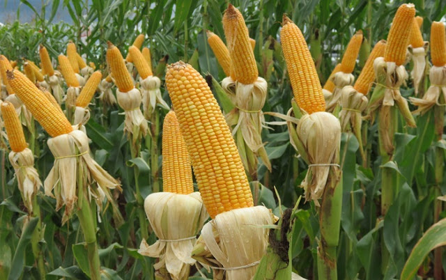 Estado prorroga benefício que reduz ICMS do milho