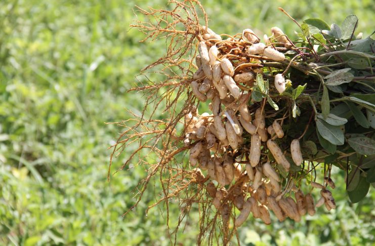 3 - Amendoim ajuda na manutenção do solo na reposição de nutrientes como o nitrogênio - Foto Fernando Augusto (Ascom Cohidro)