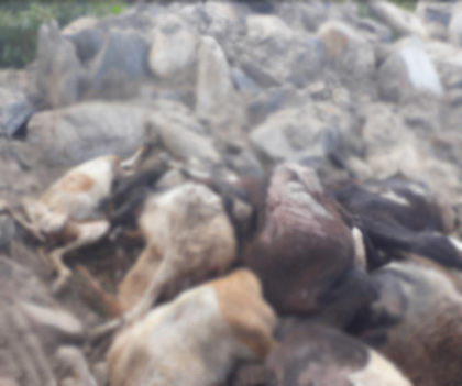 SEMA se pronuncia sobre descarte de ovinos mortos em estrada vicinal do município de Lagarto