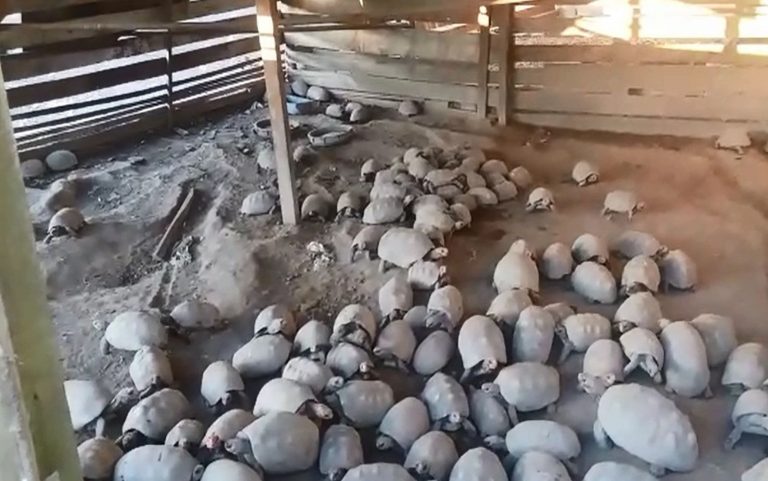 Idoso é detido por criação de mais de 200 jabutis em cativeiro