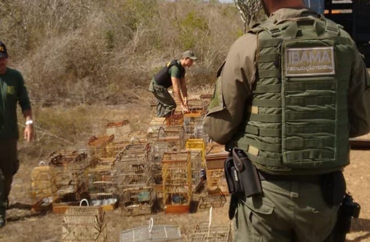 animais-apreendidos-na-operacao-do-ibama-em-sergipe-e-alagoas