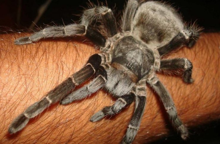 1-analgesico-feito-a-partir-de-substancia-extraida-de-aranha-e-desenvolvido-no-brasil