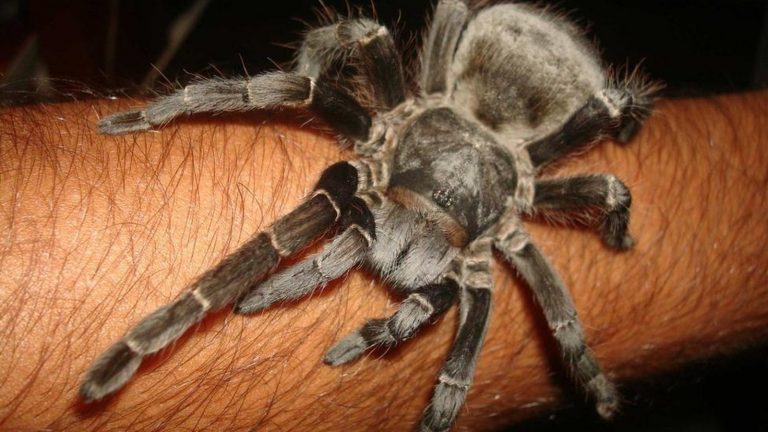 Pesquisadores brasileiros desenvolvem analgésico a partir de substância extraída de aranha