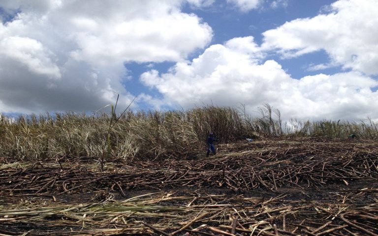 Falta de chuva prejudica produção da cana-de-açúcar em Sergipe
