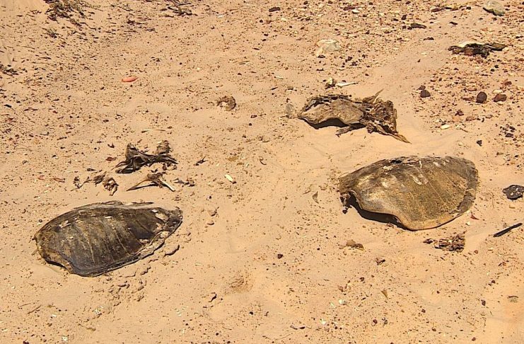 cemiteriotartarugas
