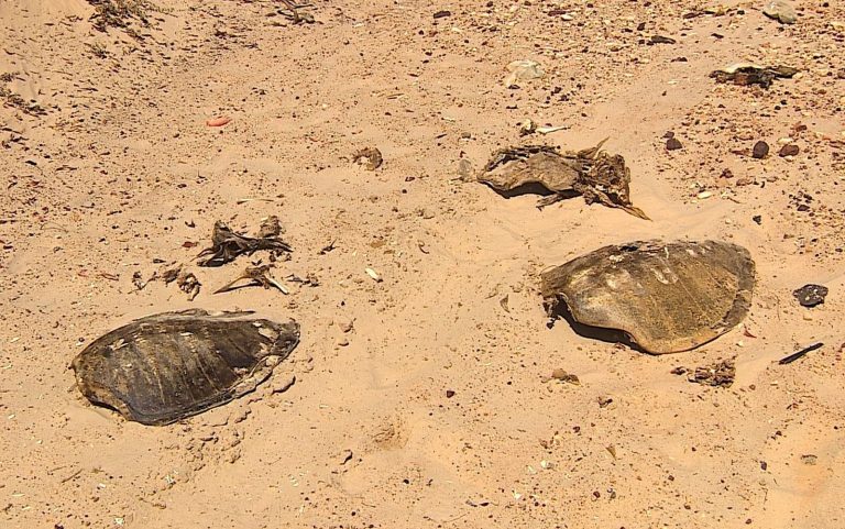 Carcaças de tartarugas marinhas são encontras em praia da capital