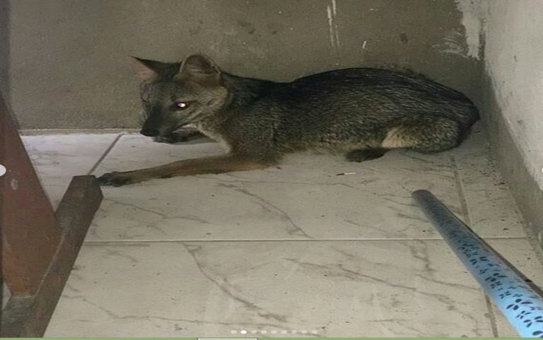Raposa é encontrada em residência no Bairro Suissa em Aracaju