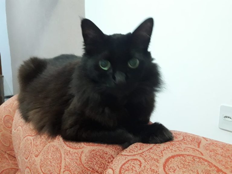 Gata desaparecida em Lagarto.