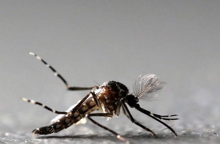 aedes