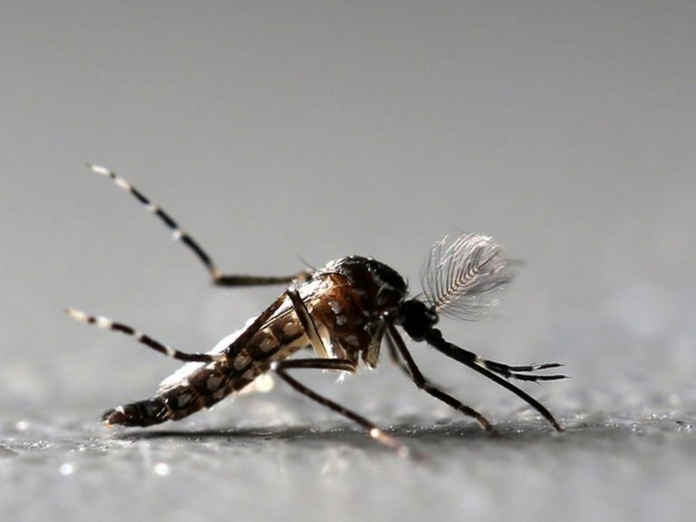 Quatro municípios sergipanos estão com alto risco de infestação do Aedes Aegypti.