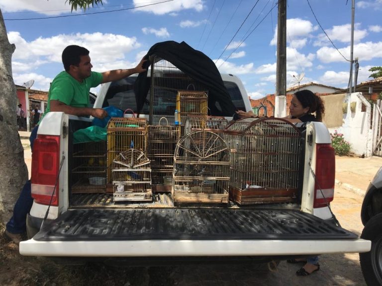 Mais de 70 animais silvestres são apreendidos pela Adema e Polícia Ambiental em Lagarto.