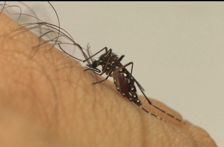 1212201816461362450_fcasf