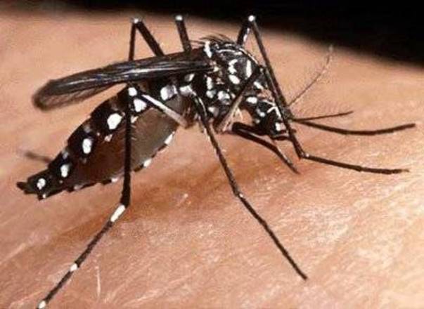 Em SP, 250 cidades estão sob alerta para dengue, zika e chikungunya