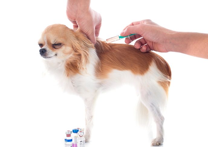 chihuahua and vaccination in front of white background