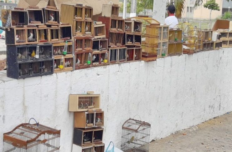 animais-apreendidos-em-lagarto