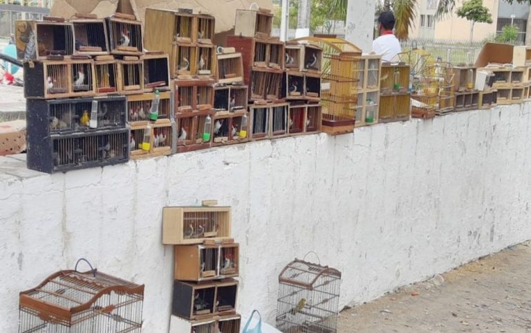Polícia Militar apreende mais de 100 pássaros silvestres em Lagarto