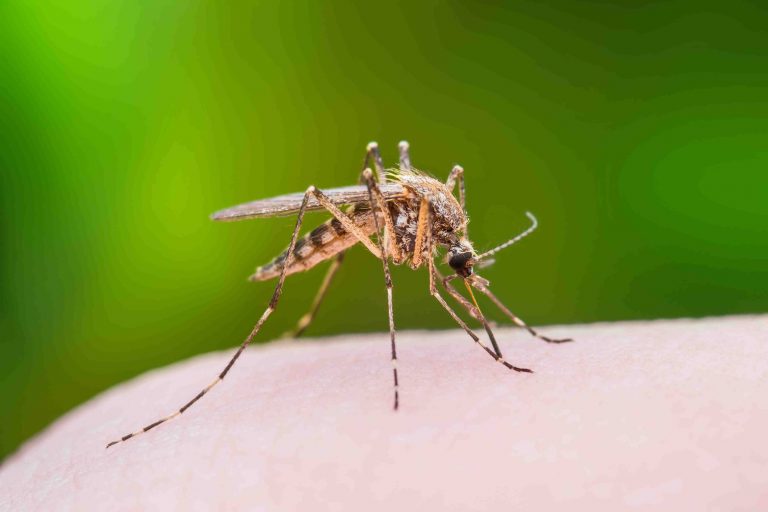 Cinco municípios sergipanos estão com alto índice de infestação do Aedes aegipty, diz LIRAa