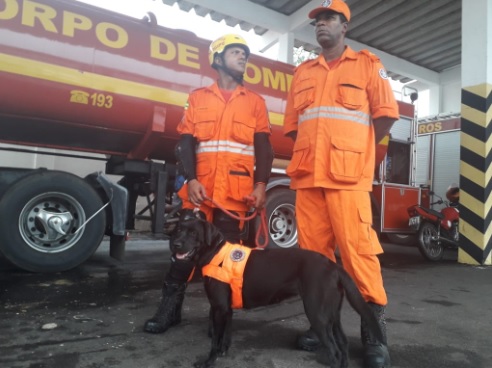 Equipe de salvamento com cães vai ajudar nas buscas em Brumadinho