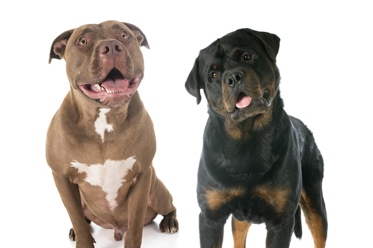 Quais são as diferenças entre o Pit Bull e o Rottweiler
