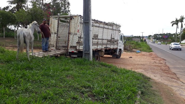 Carro boiadeiro da Prefeitura de Lagarto volta a coletar animais soltos nas ruas